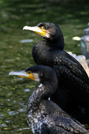 Great Cormorant 上野台公園（東海市） Mon, 3/18/2024