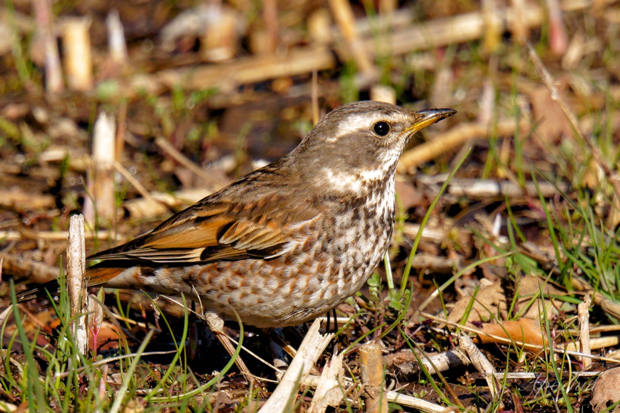 Dusky Thrush