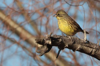 Masked Bunting 多摩川河川敷 Sun, 1/14/2024