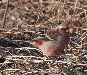 Siberian Long-tailed Rosefinch 八ヶ岳 Wed, 3/20/2024