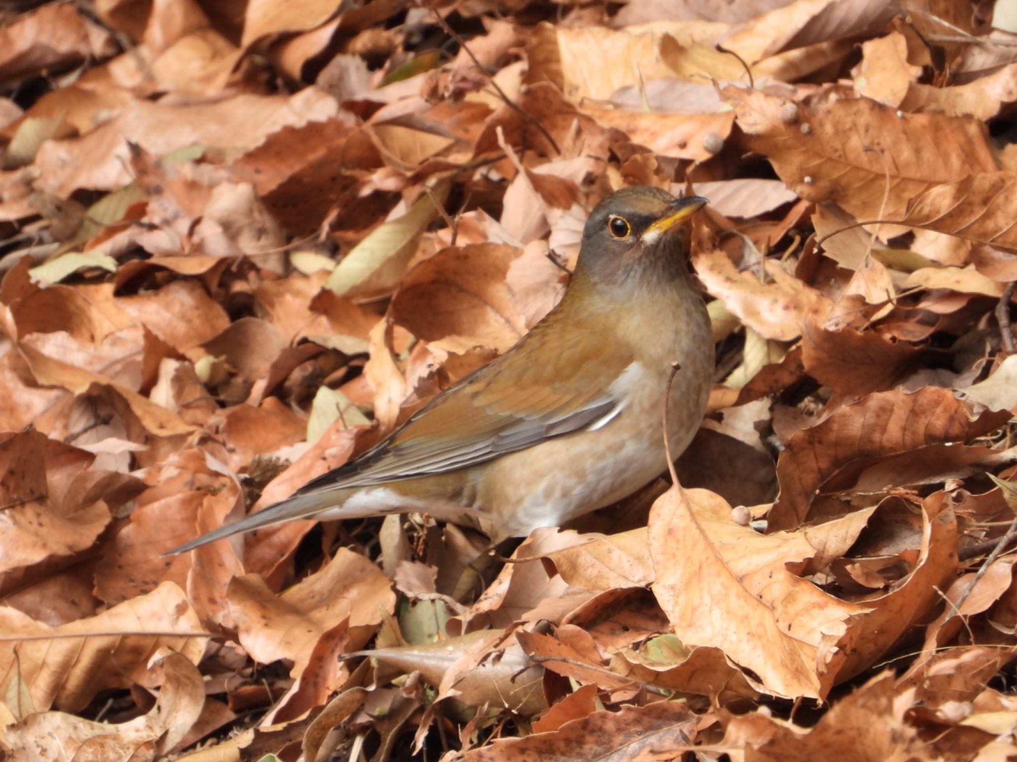 Pale Thrush