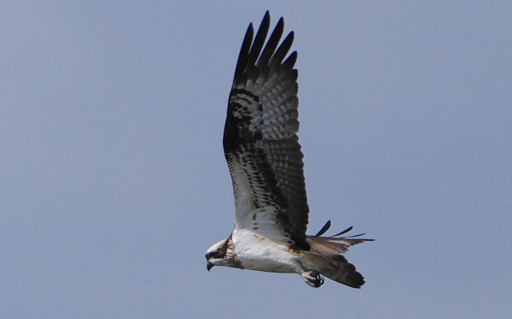 Photo of Osprey at 大和川 by アルキュオン