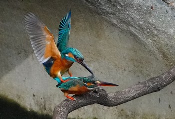 2024年3月21日(木) 大阪鶴見緑地の野鳥観察記録