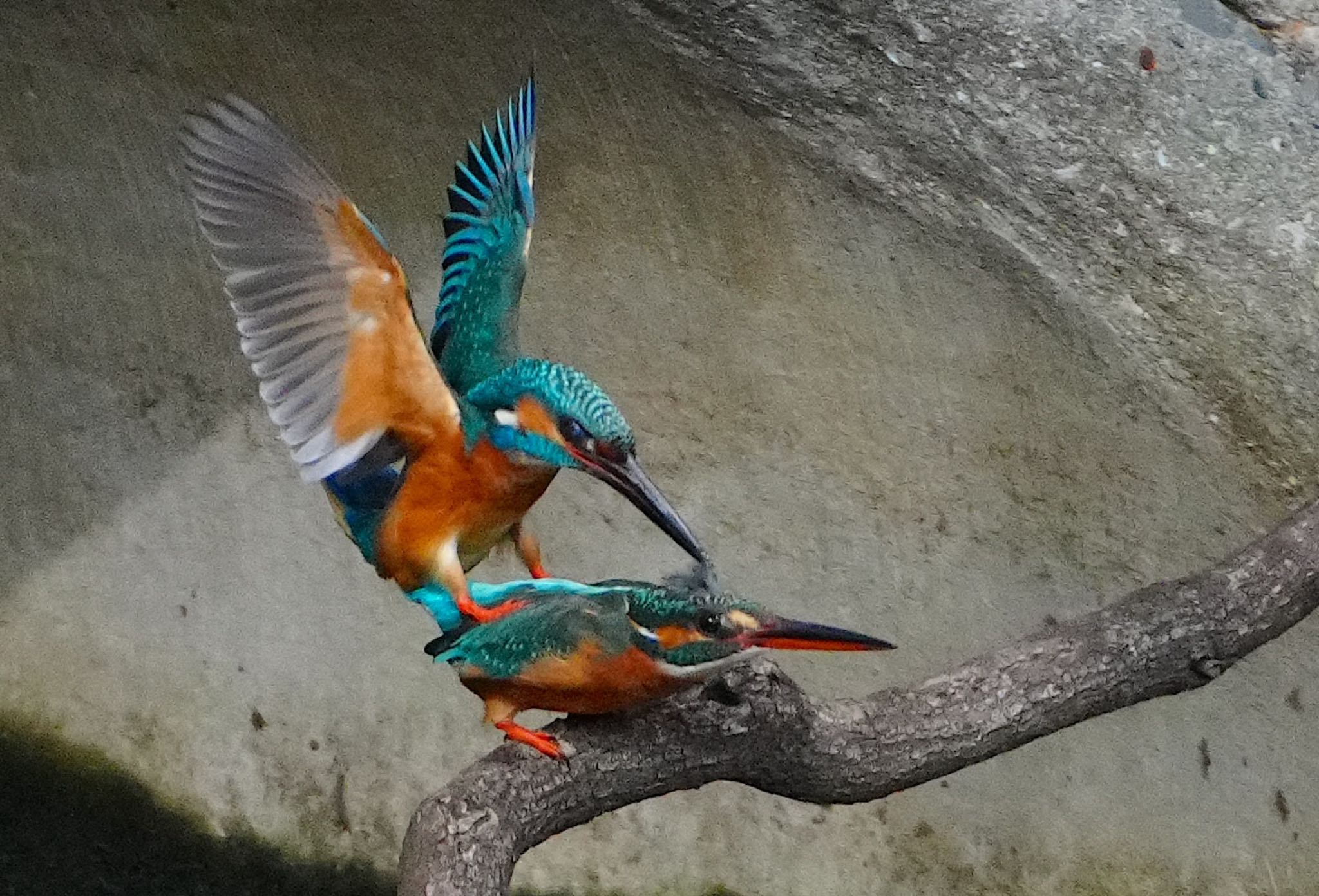 Photo of Common Kingfisher at Osaka Tsurumi Ryokuchi by アルキュオン