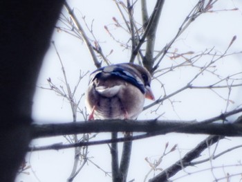 Hawfinch Kodomo Shizen Park Wed, 3/20/2024