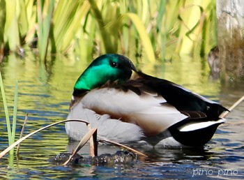 マガモ 公園 2024年3月21日(木)