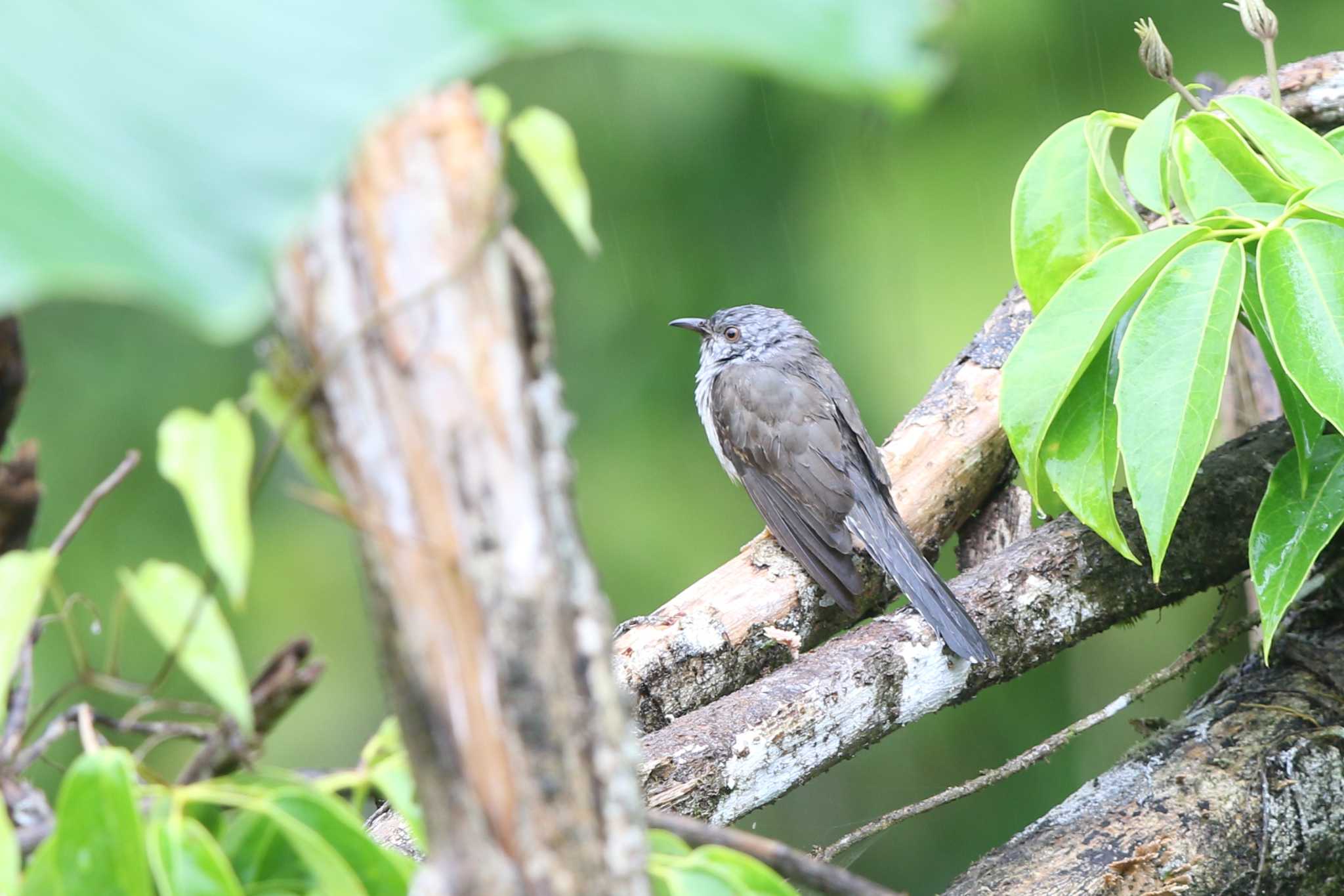 Photo of Brush Cuckoo at PICOP(PHILIPPINE) by Trio