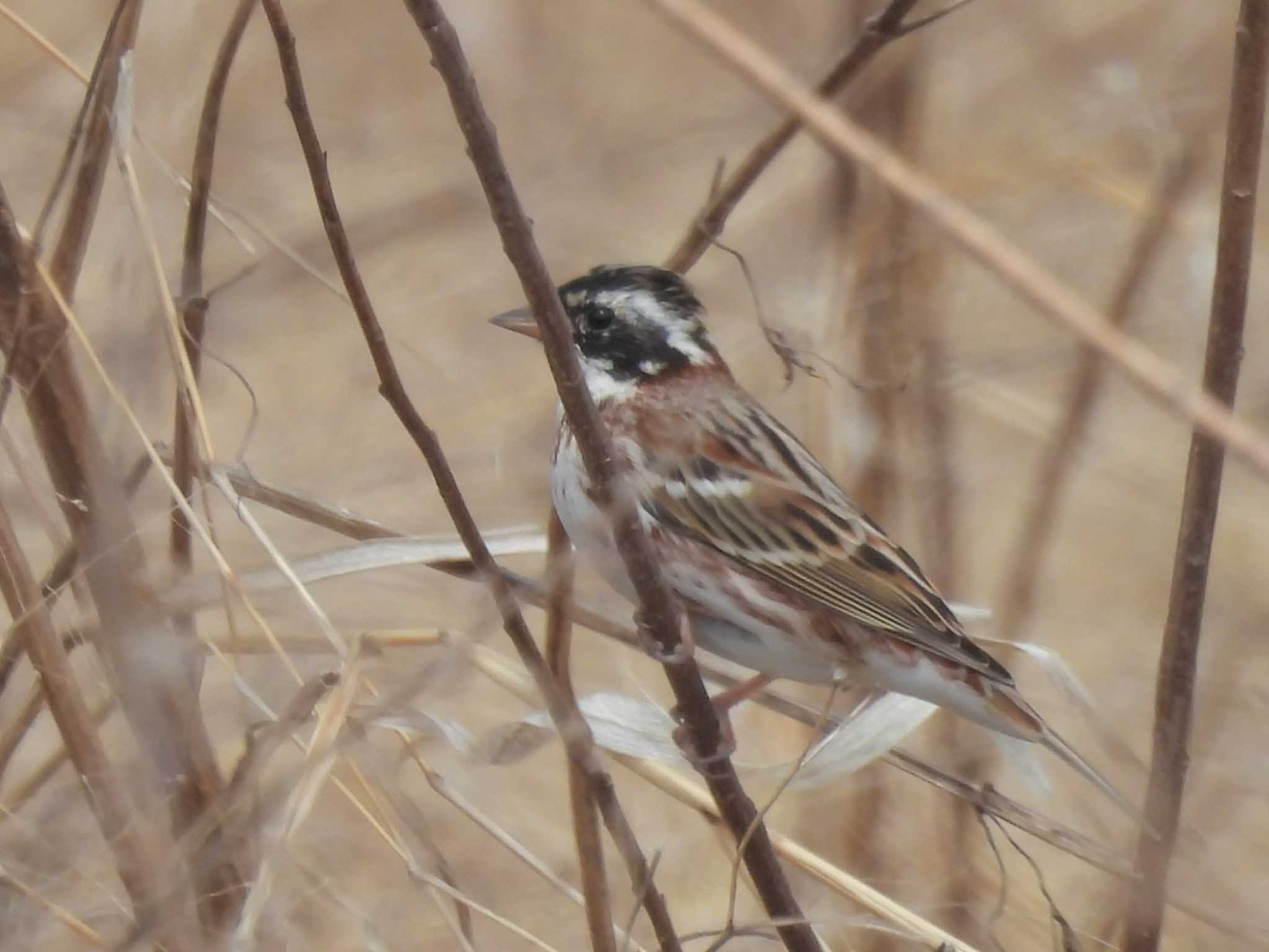 Photo of Rustic Bunting at 滋賀県米原市 by ゆりかもめ