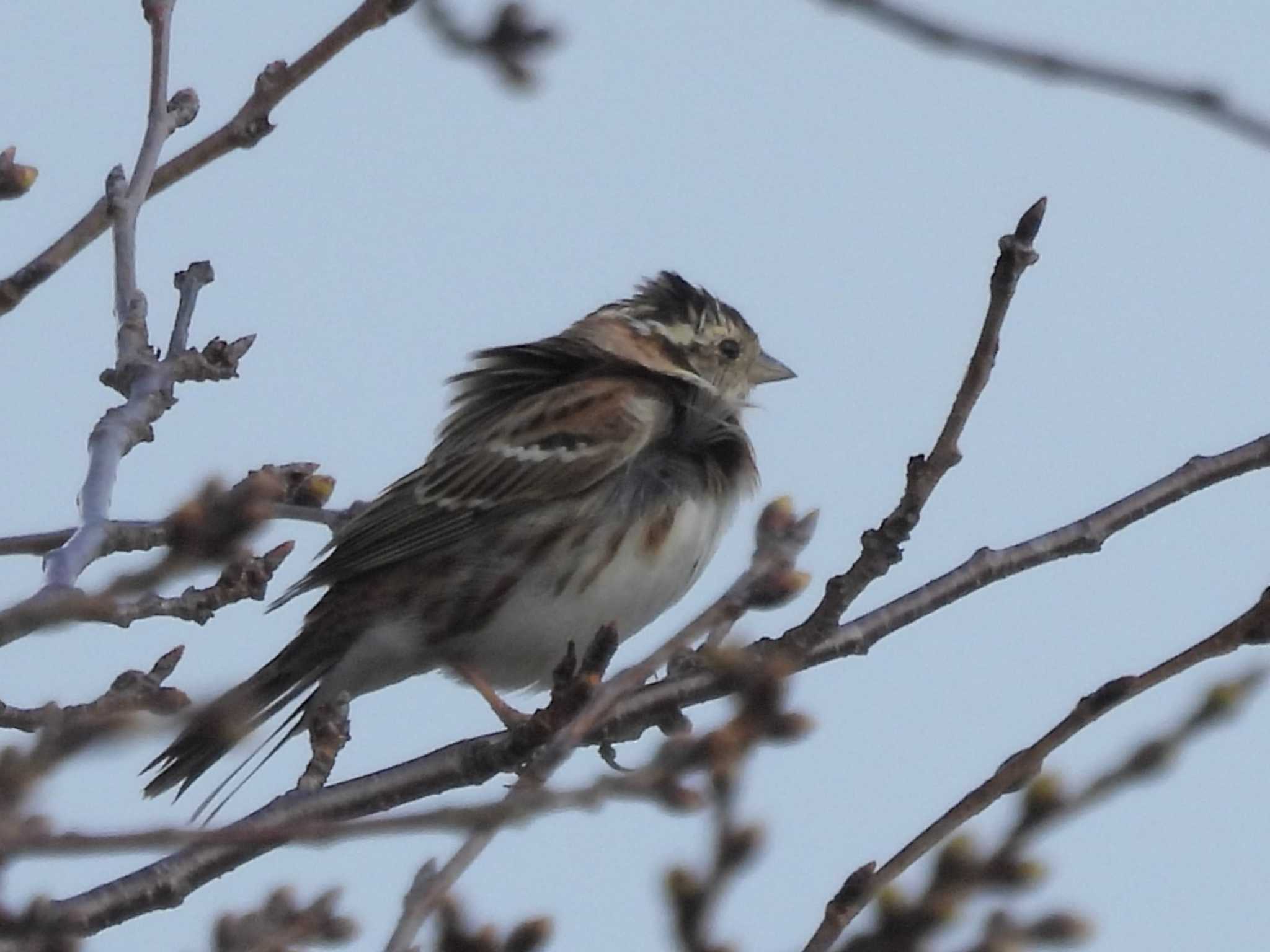 Rustic Bunting