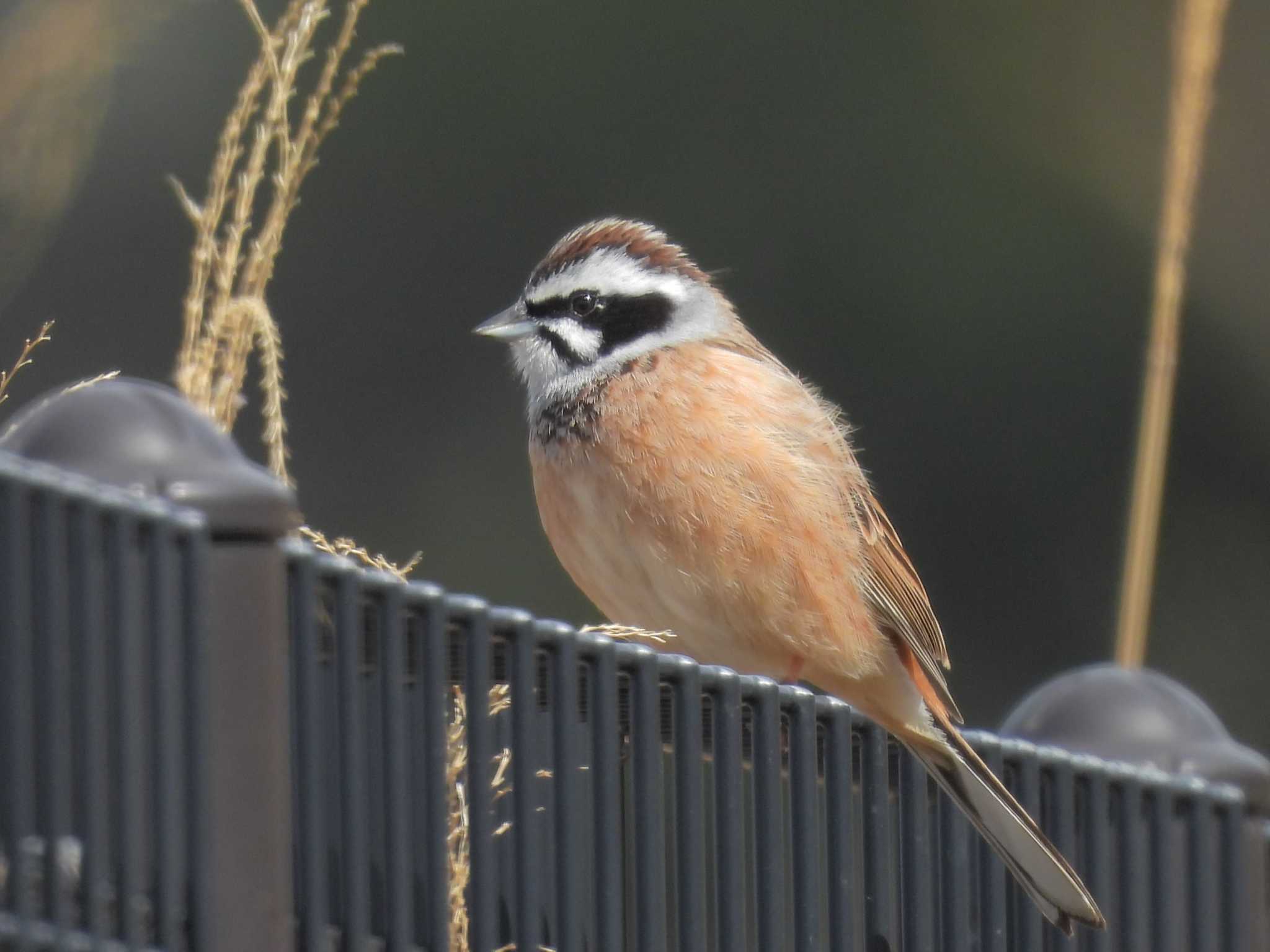 Meadow Bunting