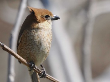 Bull-headed Shrike Akigase Park Wed, 3/20/2024