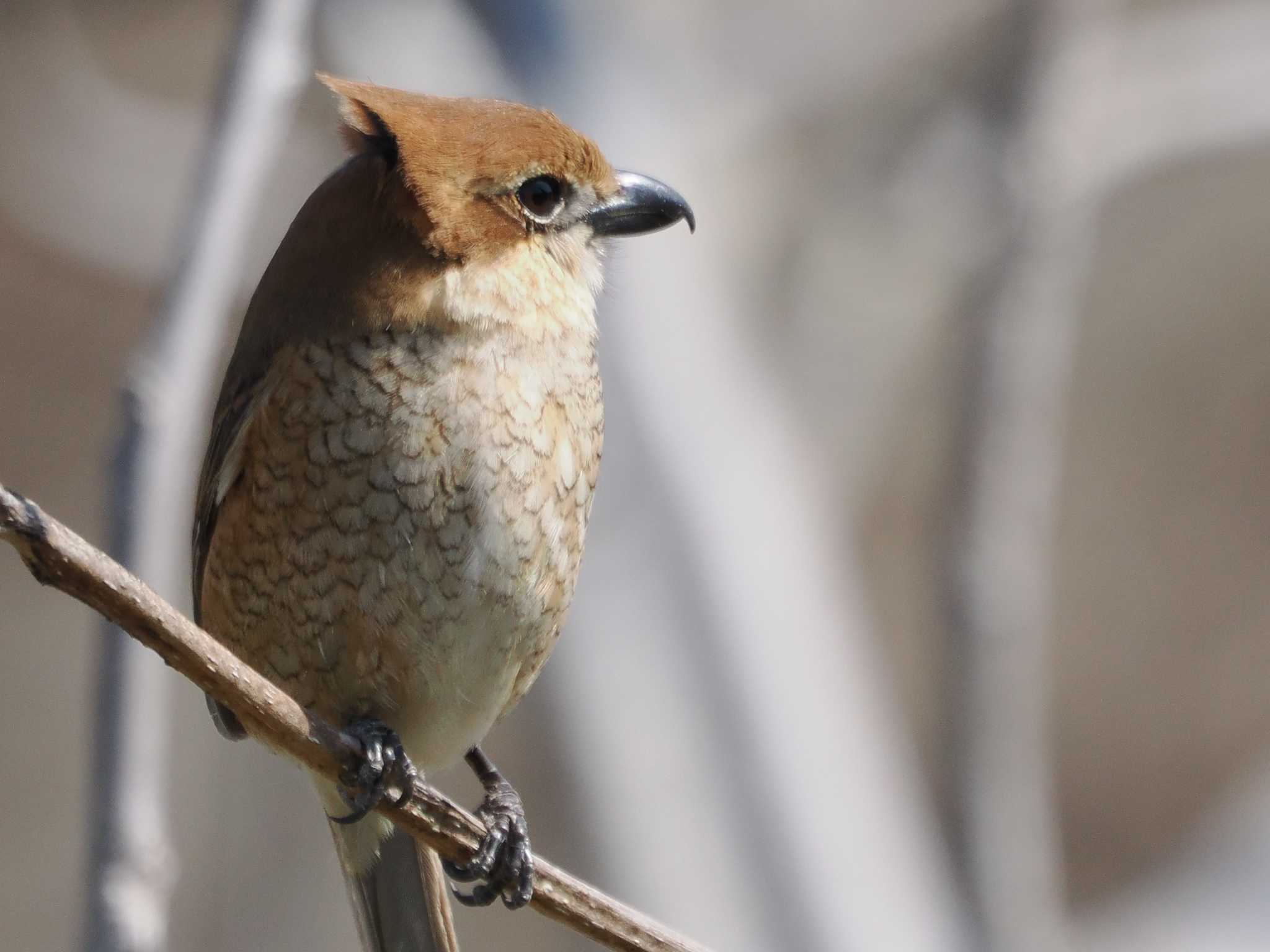 Bull-headed Shrike