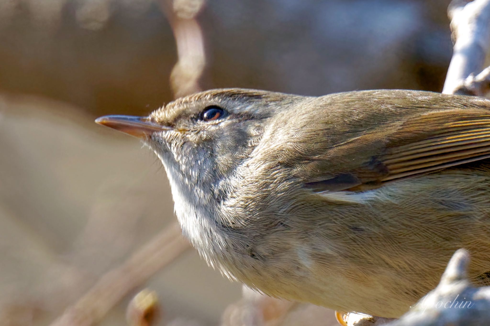 Japanese Bush Warbler