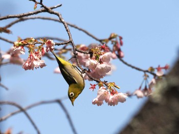 メジロ 佐倉市 2024年3月16日(土)