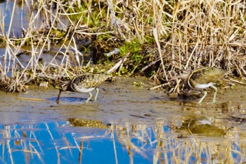 Greater Painted-snipe Unknown Spots Sun, 3/10/2024