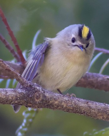 Goldcrest Shakujii Park Thu, 3/21/2024