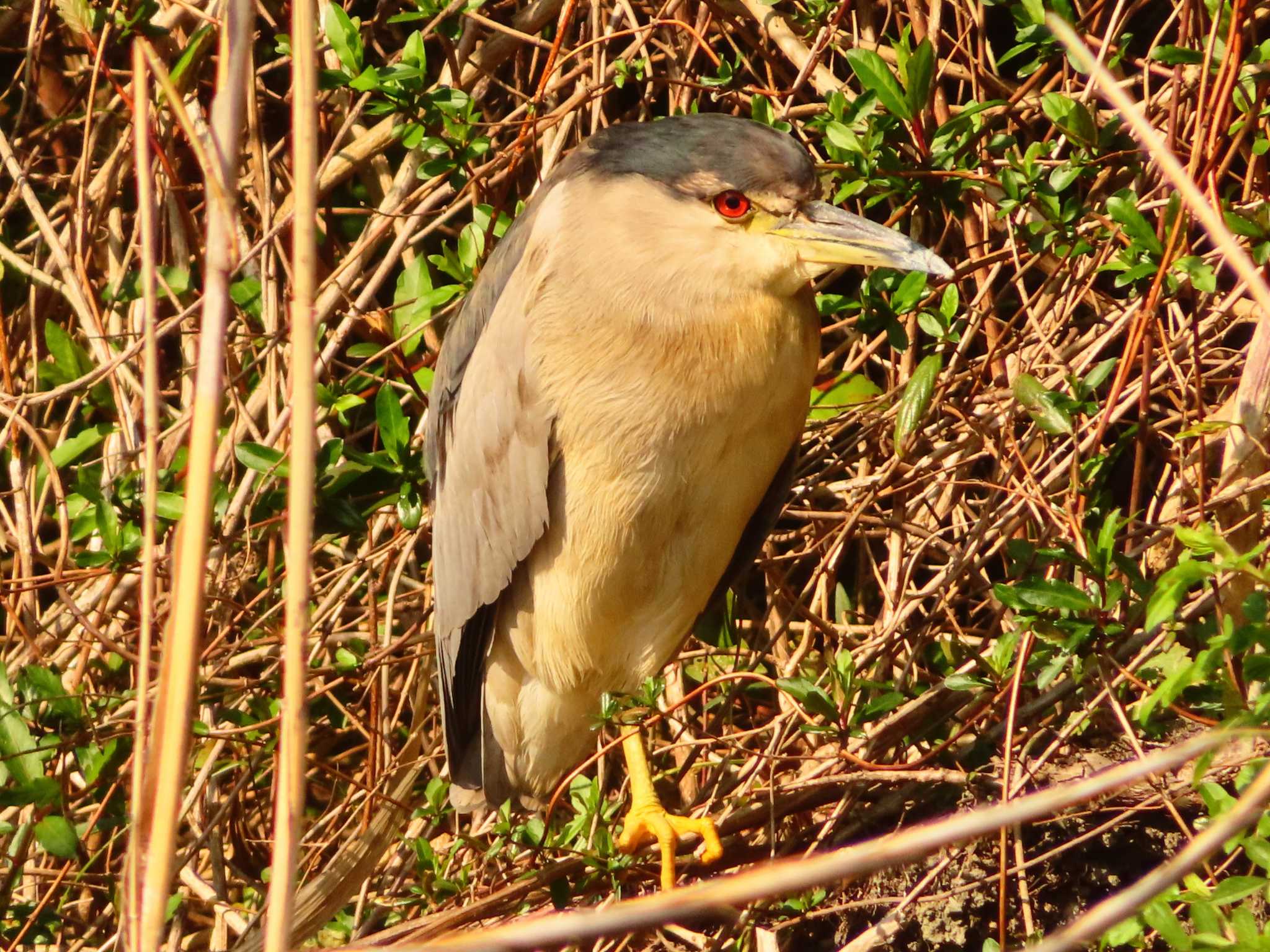 Black-crowned Night Heron