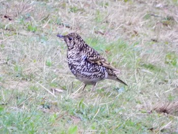 White's Thrush Kodomo Shizen Park Wed, 3/20/2024