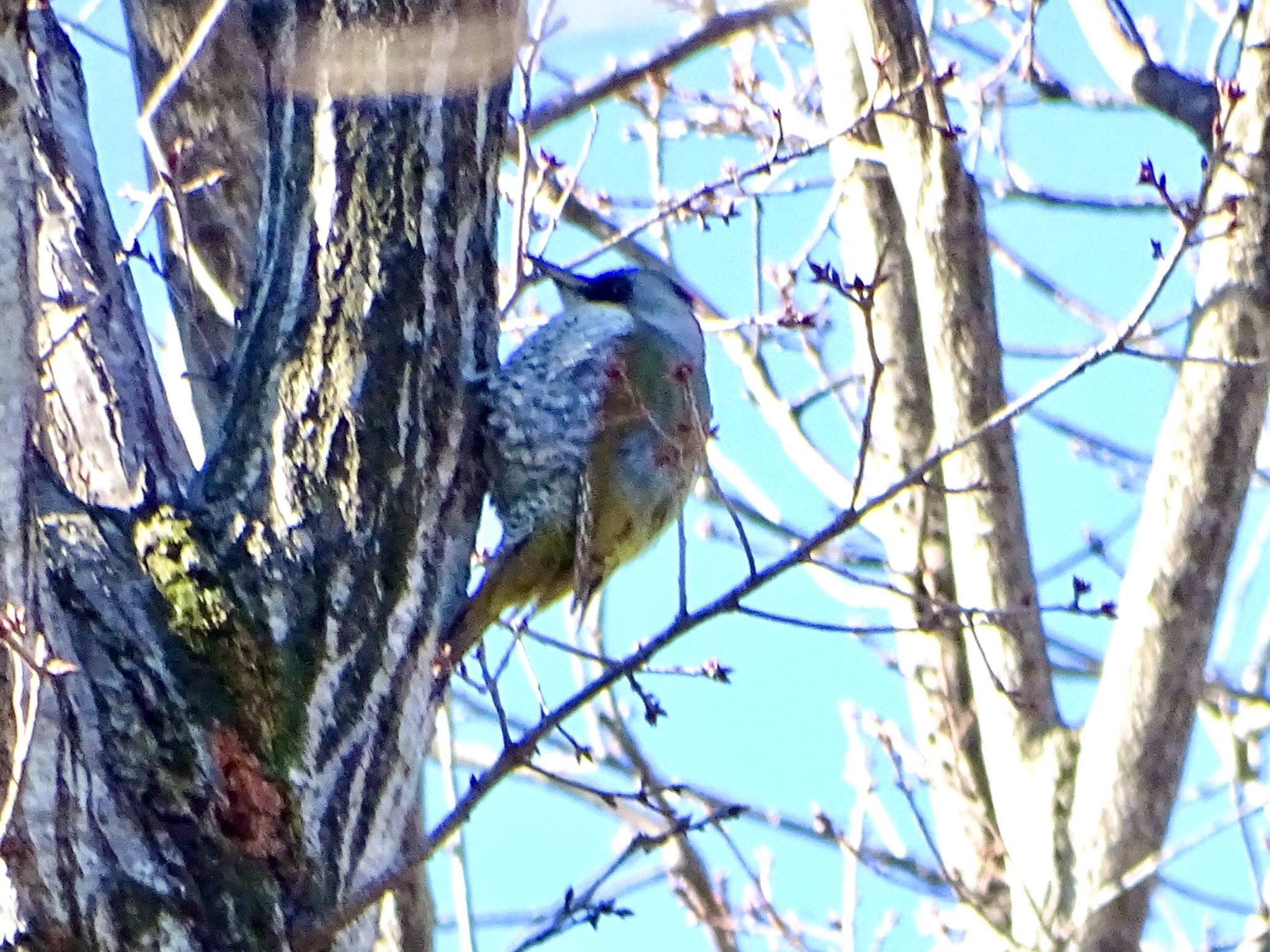 Japanese Green Woodpecker