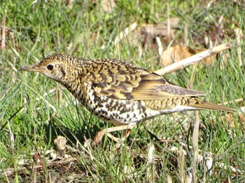 White's Thrush Maioka Park Thu, 3/21/2024