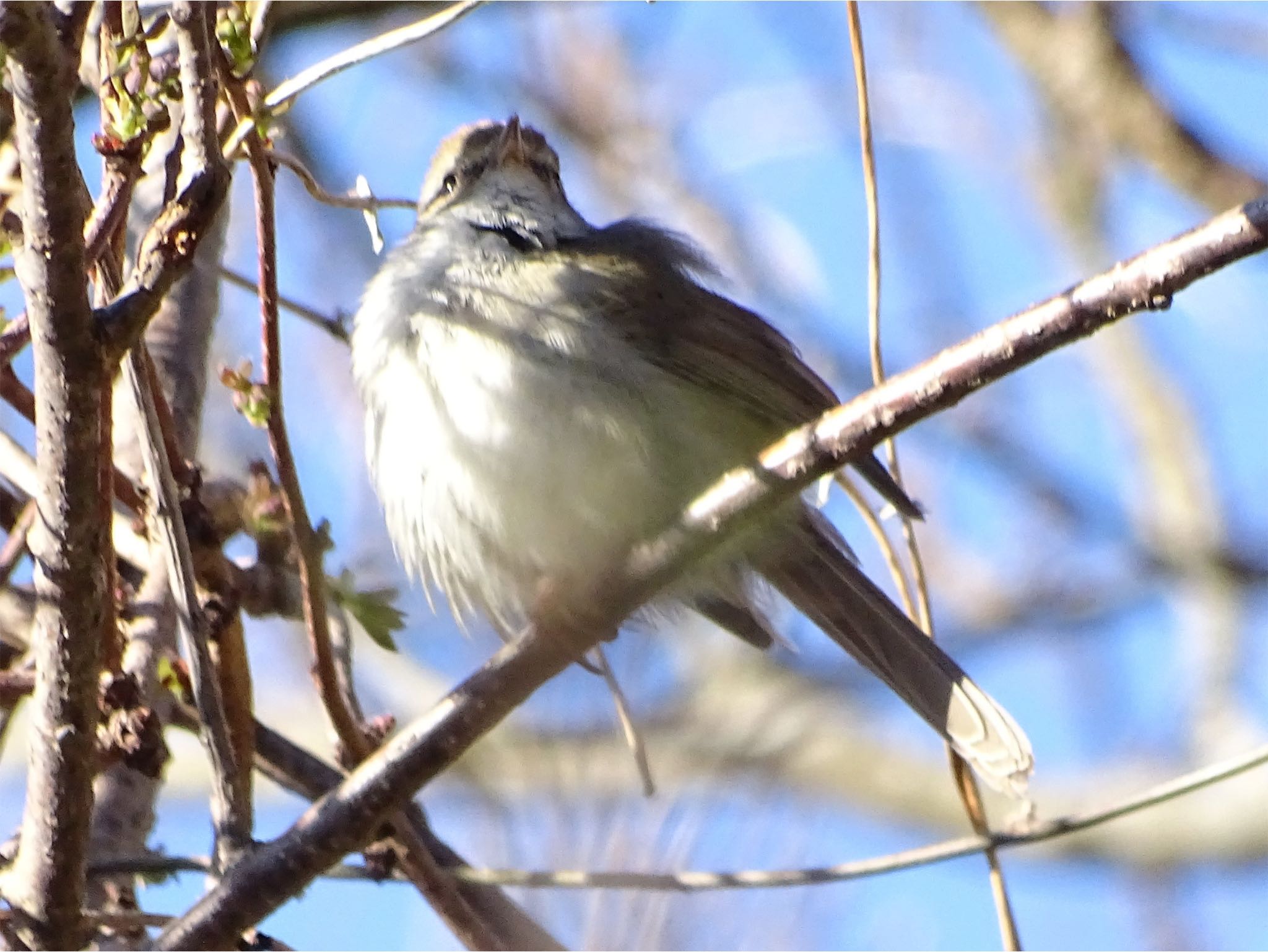 Photo of Japanese Bush Warbler at Maioka Park by KAWASEMIぴー