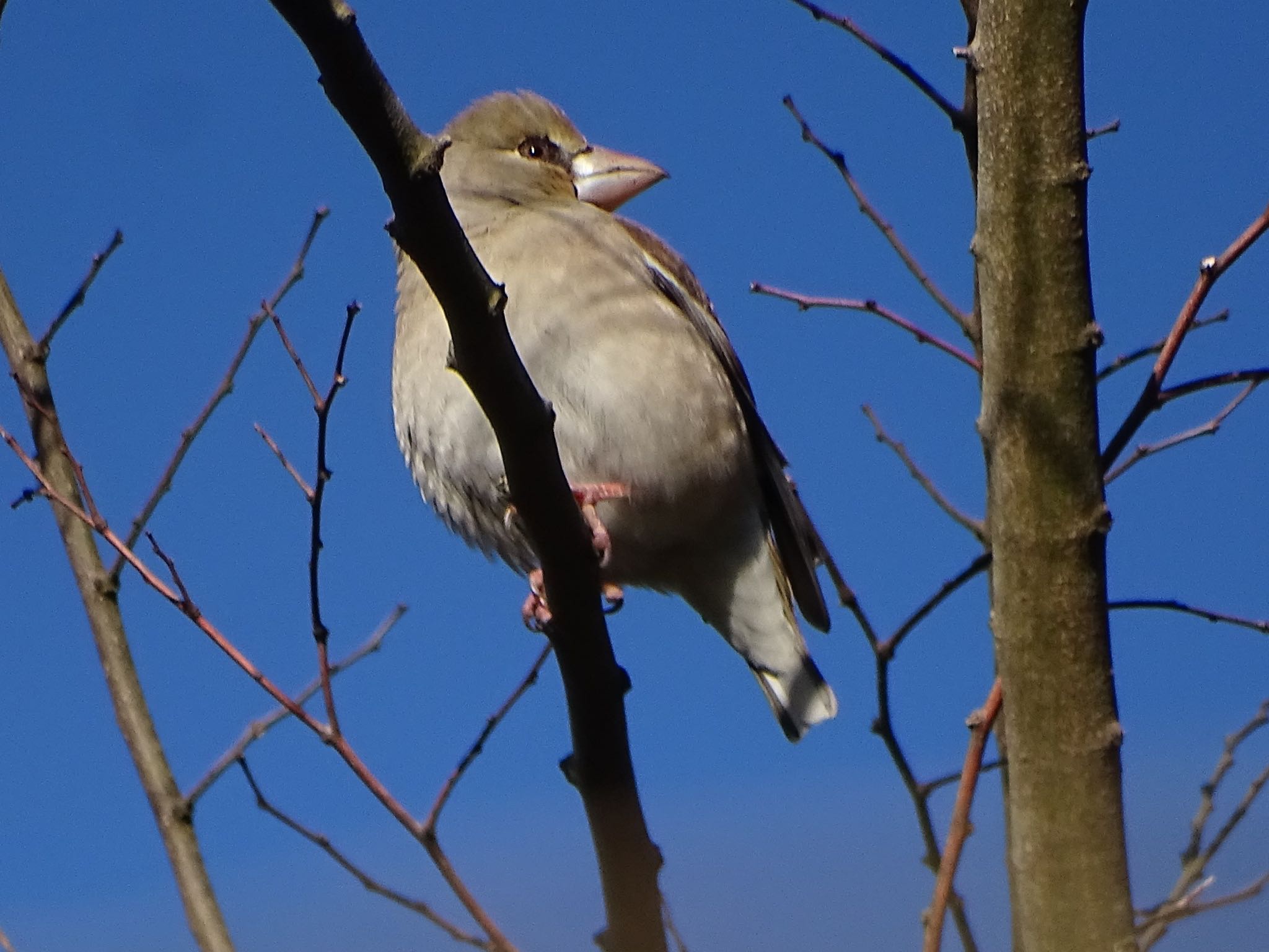 Hawfinch