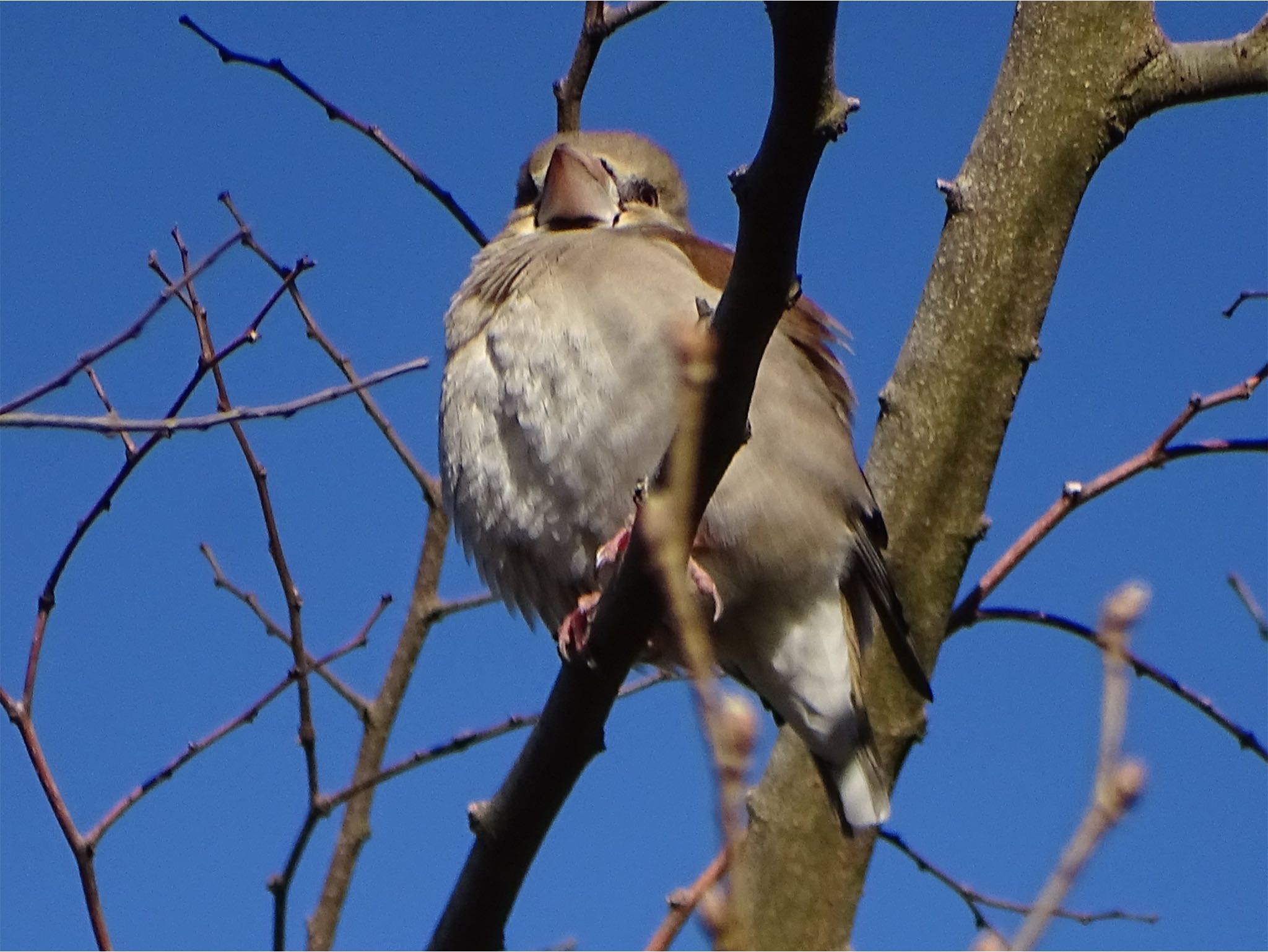 Hawfinch