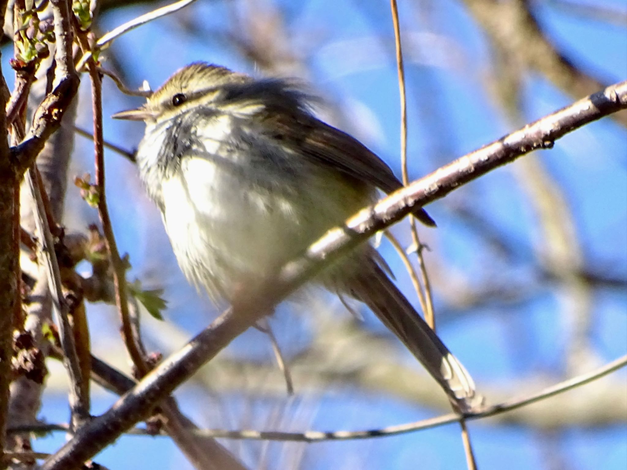 Japanese Bush Warbler