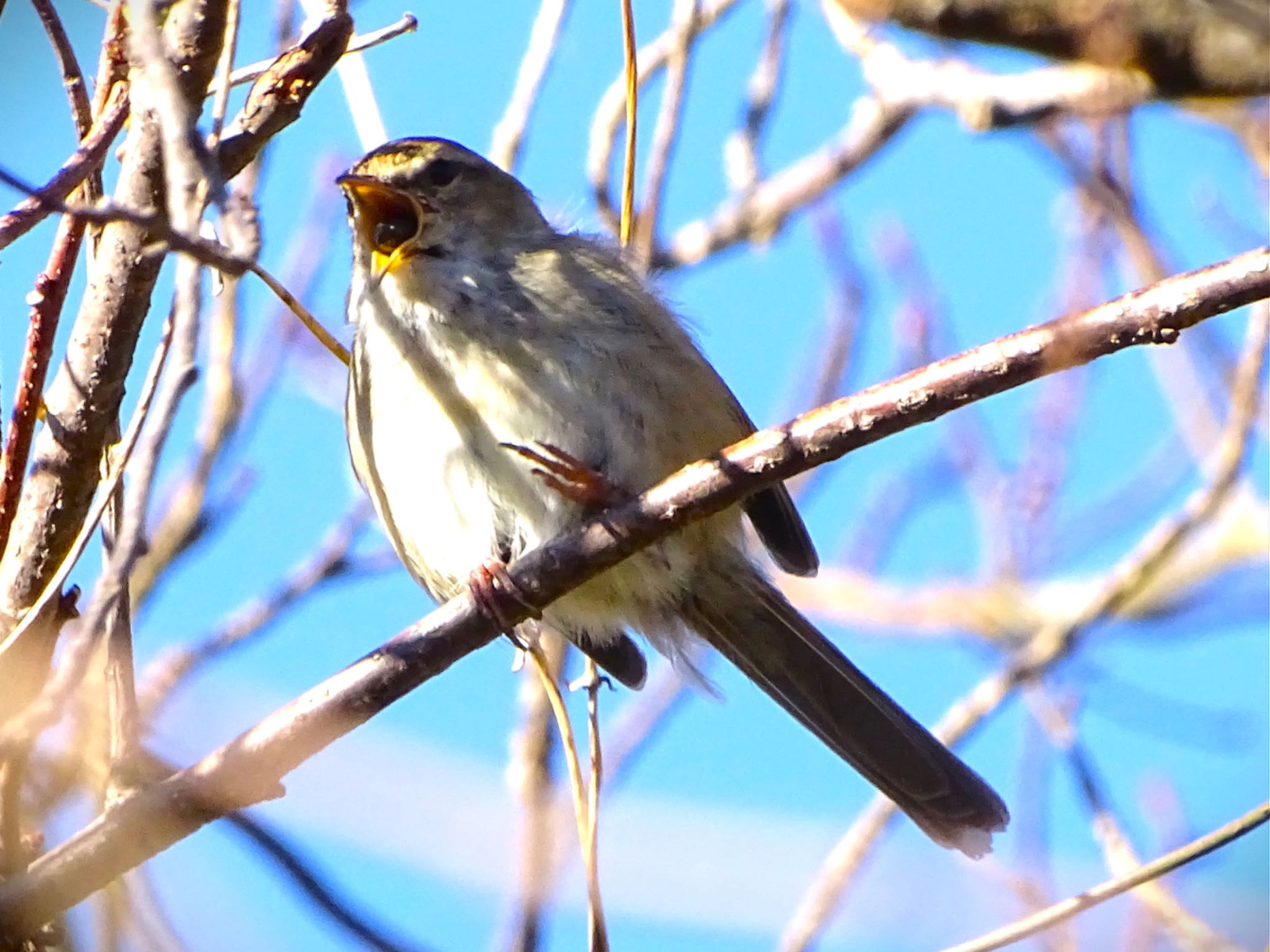 Photo of Japanese Bush Warbler at Maioka Park by KAWASEMIぴー