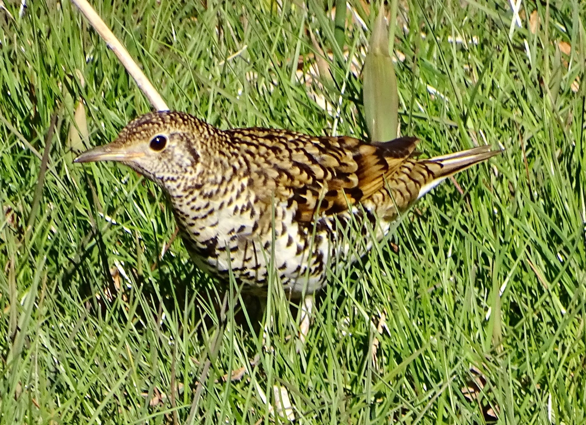 White's Thrush