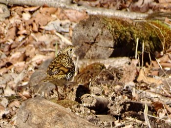 White's Thrush Maioka Park Thu, 3/21/2024