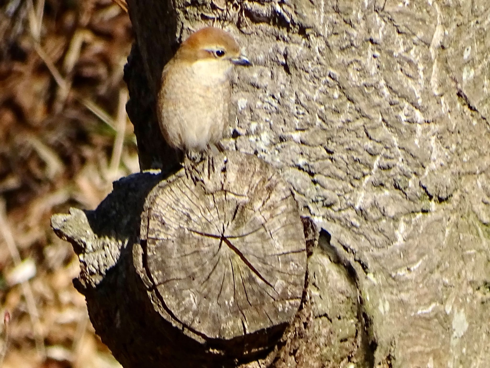 Bull-headed Shrike