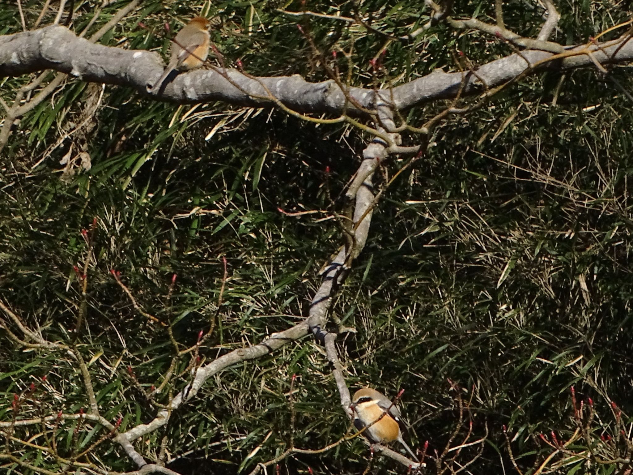 Bull-headed Shrike