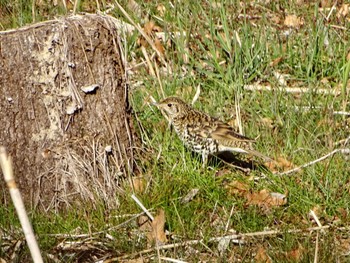 White's Thrush Maioka Park Thu, 3/21/2024