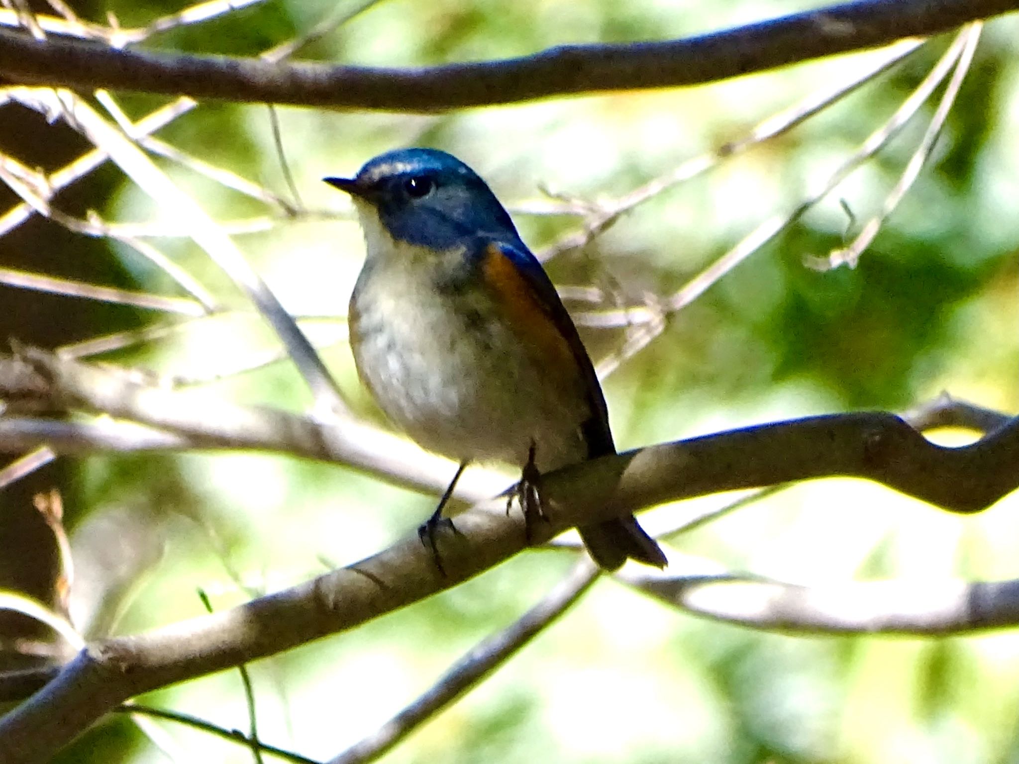 Photo of Red-flanked Bluetail at Kodomo Shizen Park by KAWASEMIぴー