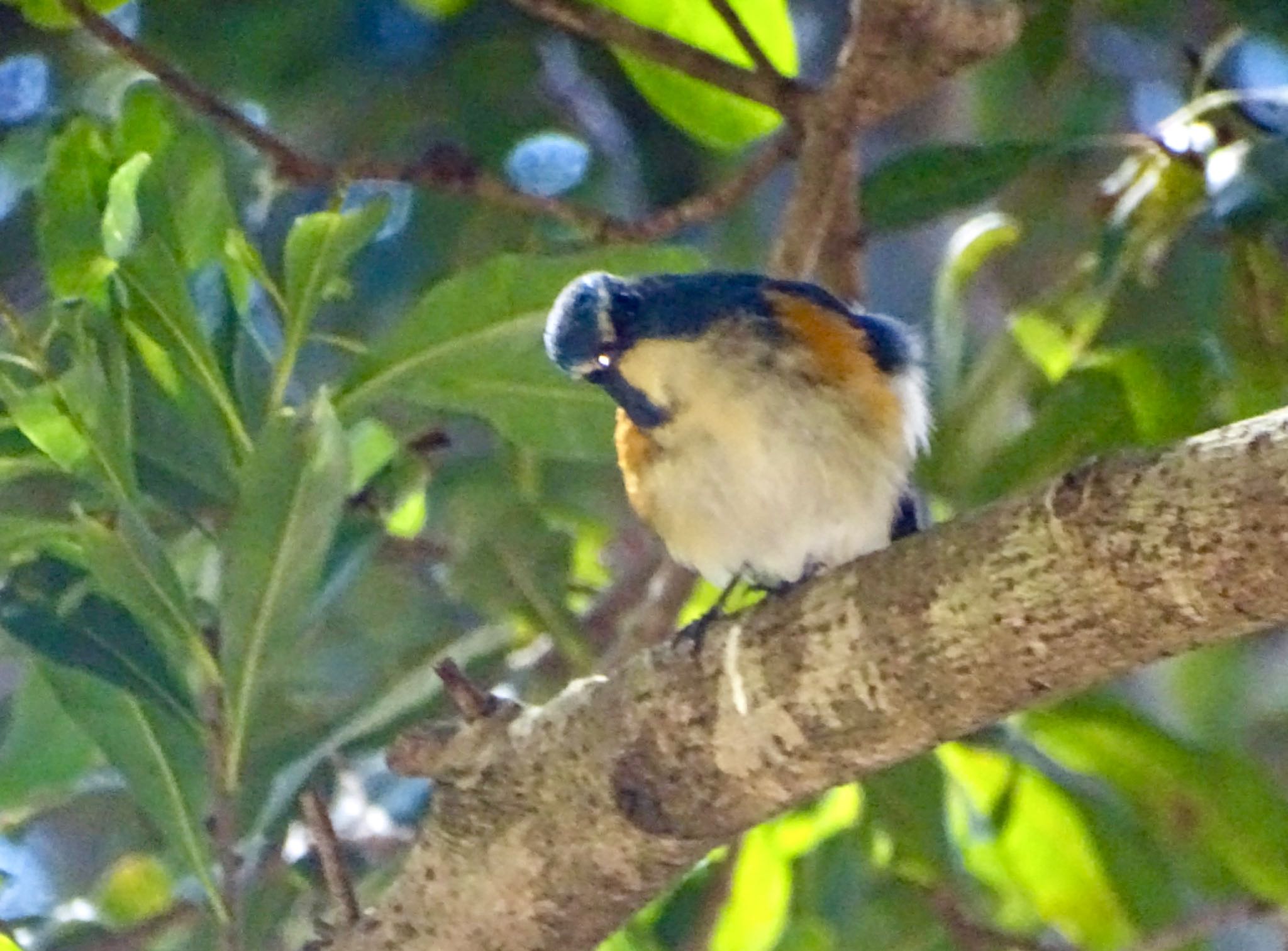 Red-flanked Bluetail