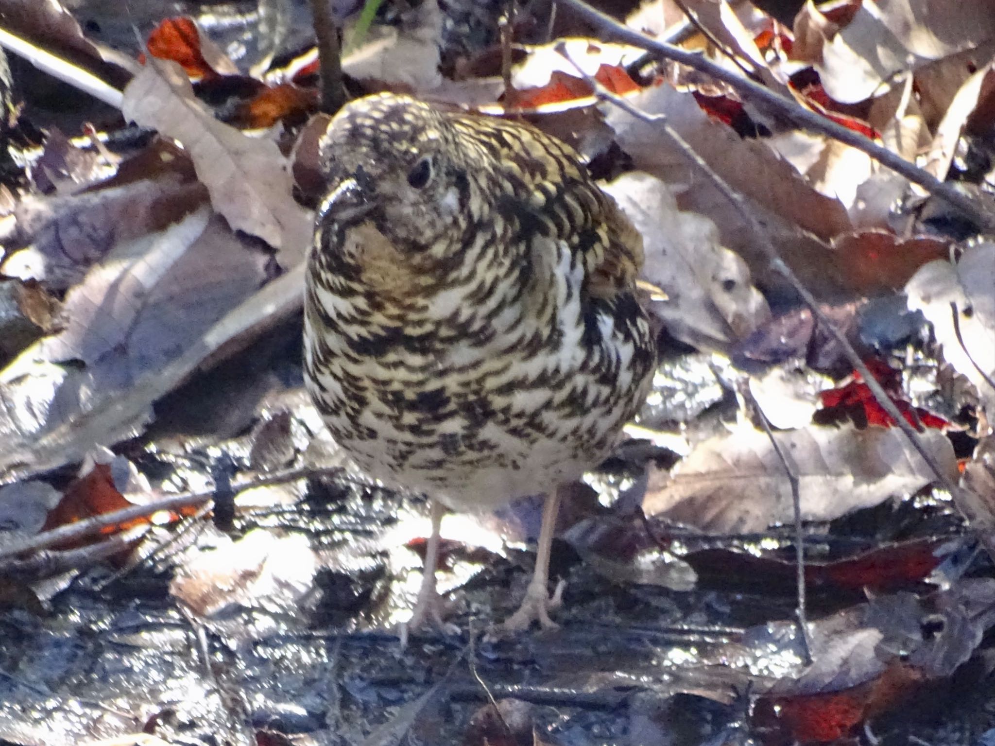 Photo of White's Thrush at Kodomo Shizen Park by KAWASEMIぴー