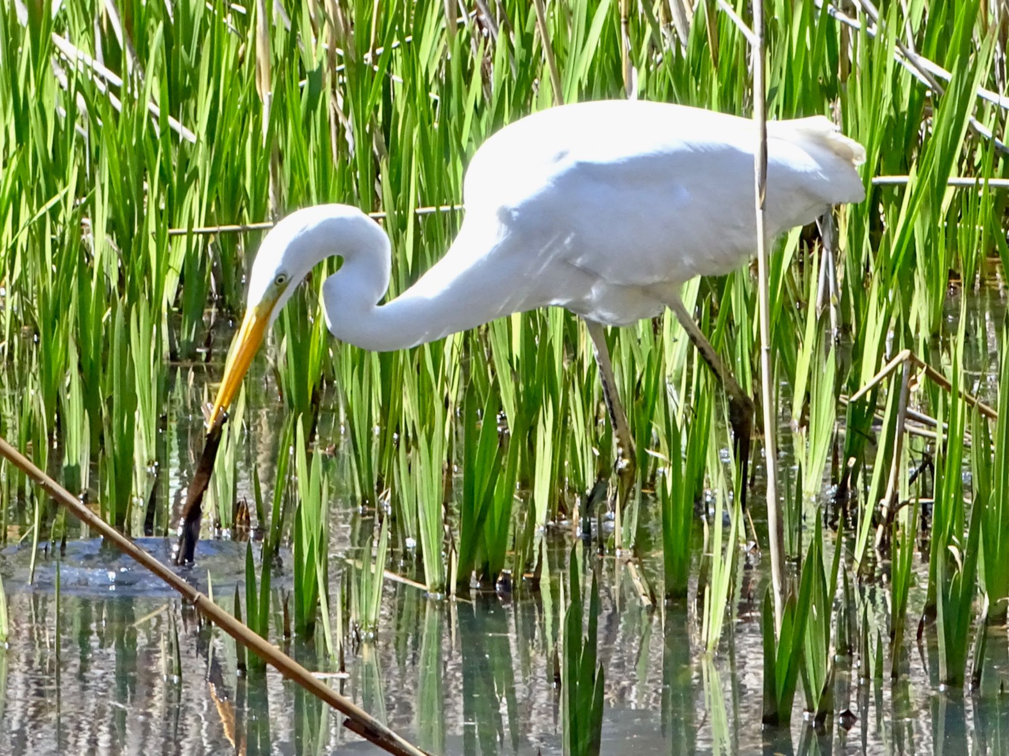 こども自然公園 (大池公園/横浜市) ダイサギの写真 by KAWASEMIぴー