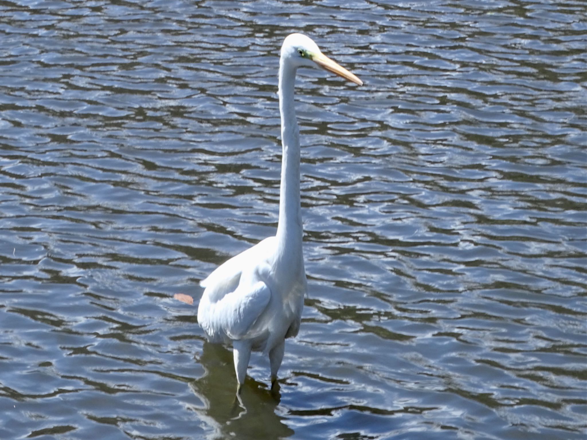 こども自然公園 (大池公園/横浜市) ダイサギの写真 by KAWASEMIぴー