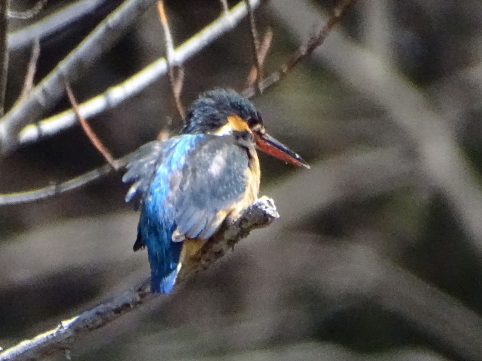 Common Kingfisher