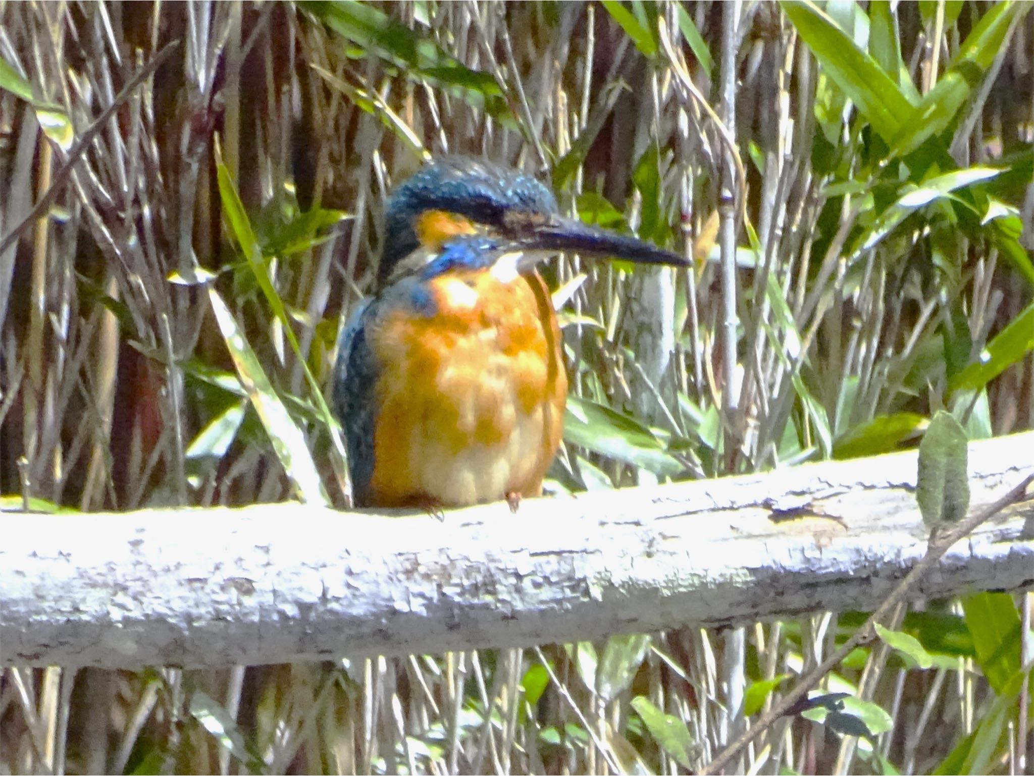 Common Kingfisher