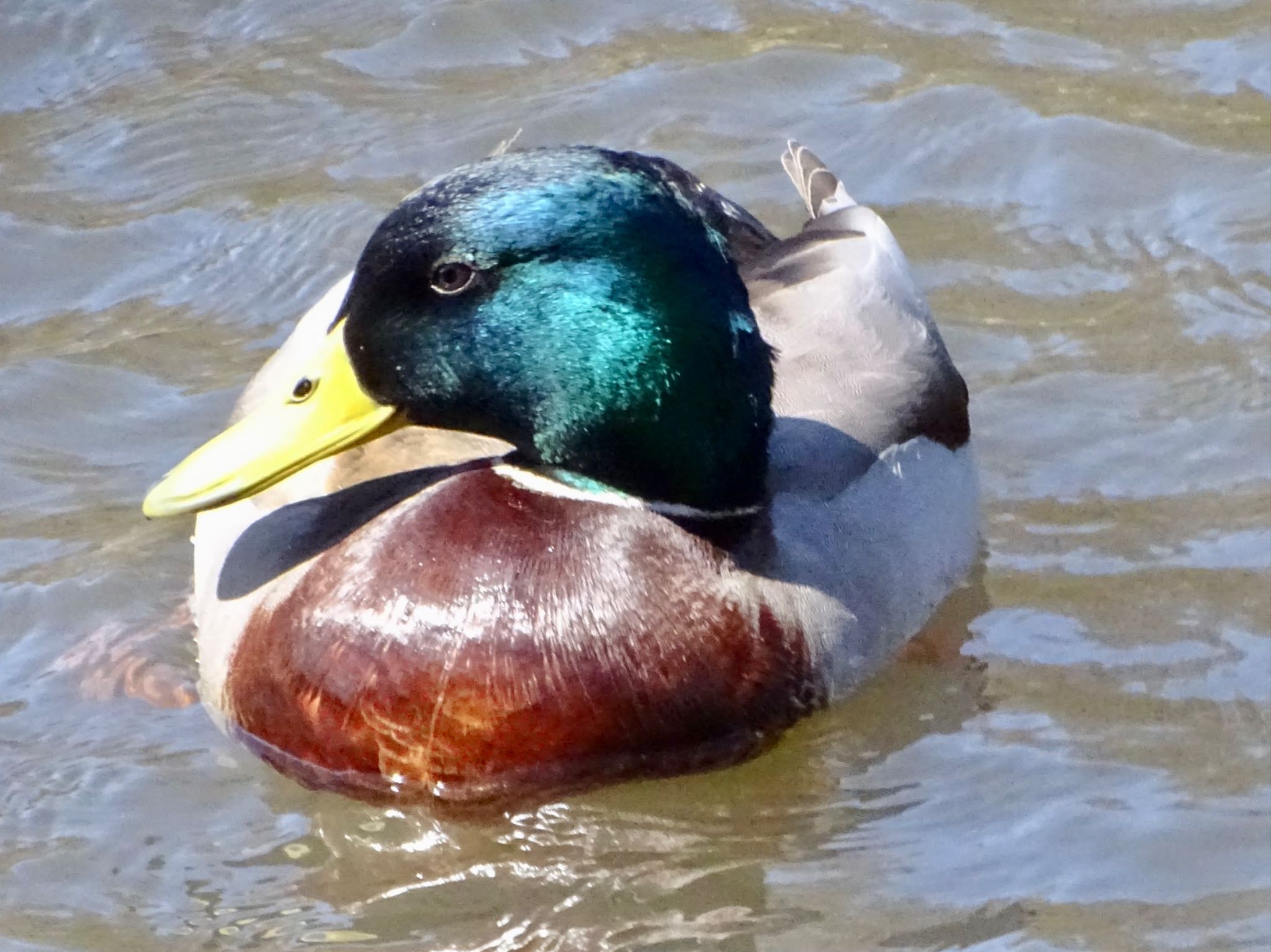 こども自然公園 (大池公園/横浜市) マガモの写真 by KAWASEMIぴー