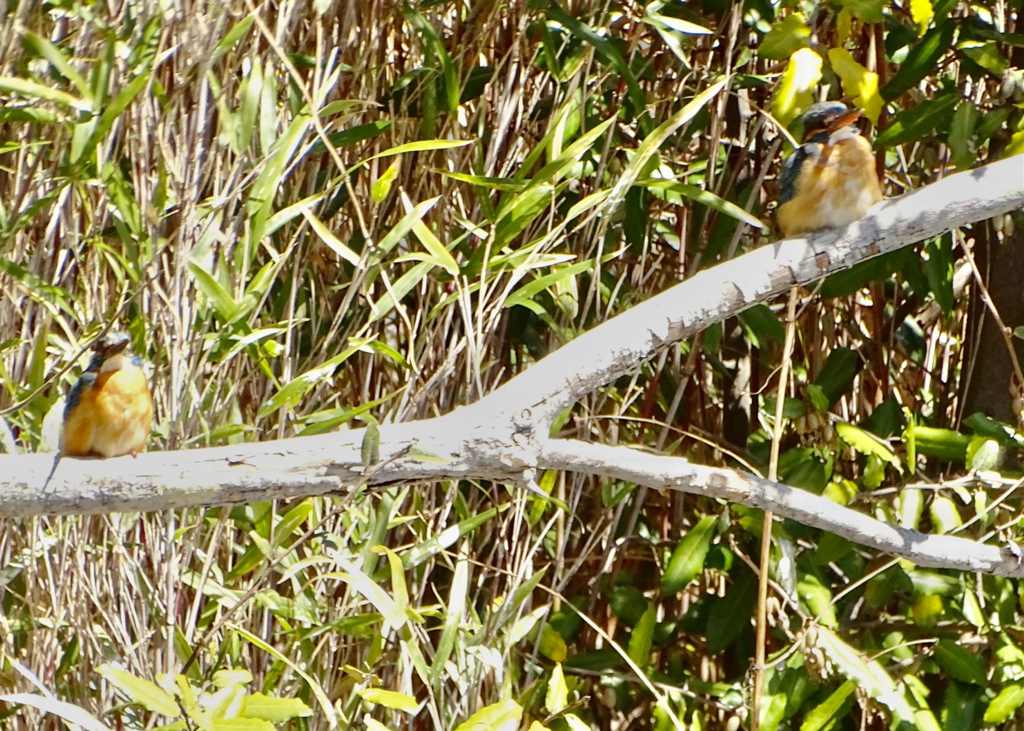 Common Kingfisher