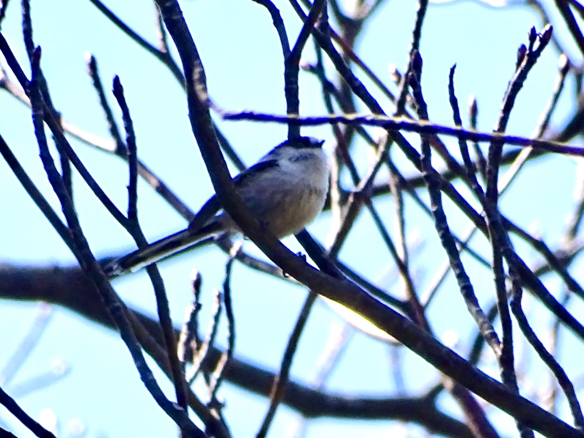 Photo of Long-tailed Tit at Kodomo Shizen Park by KAWASEMIぴー