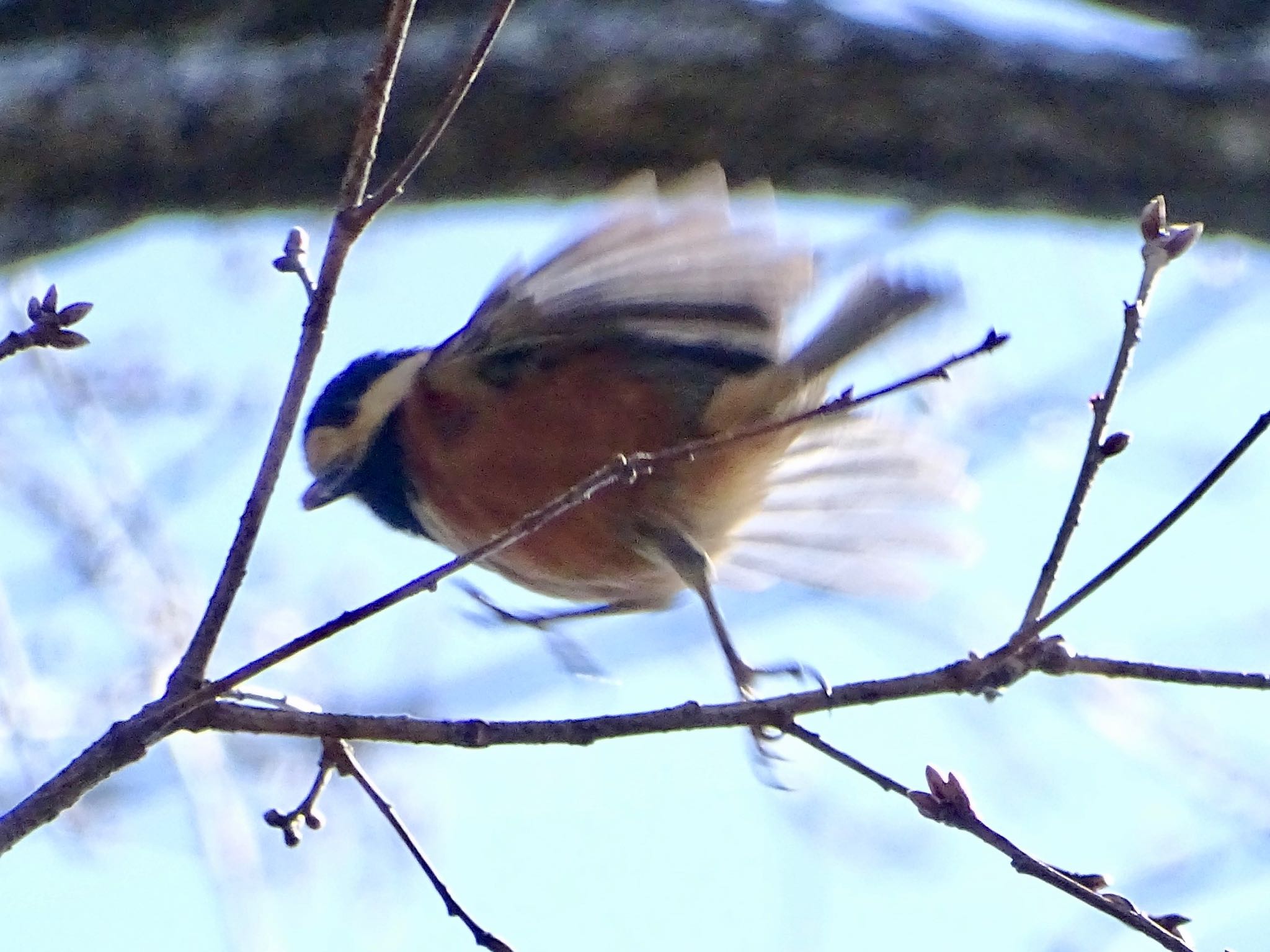 Varied Tit