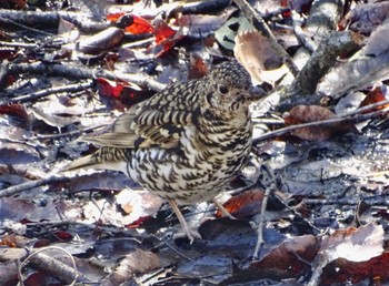 White's Thrush Kodomo Shizen Park Thu, 3/21/2024