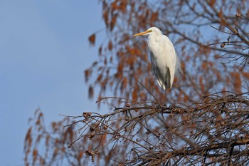 ダイサギ 水元公園 2024年3月17日(日)