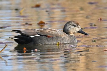 Gadwall Mizumoto Park Sun, 3/17/2024