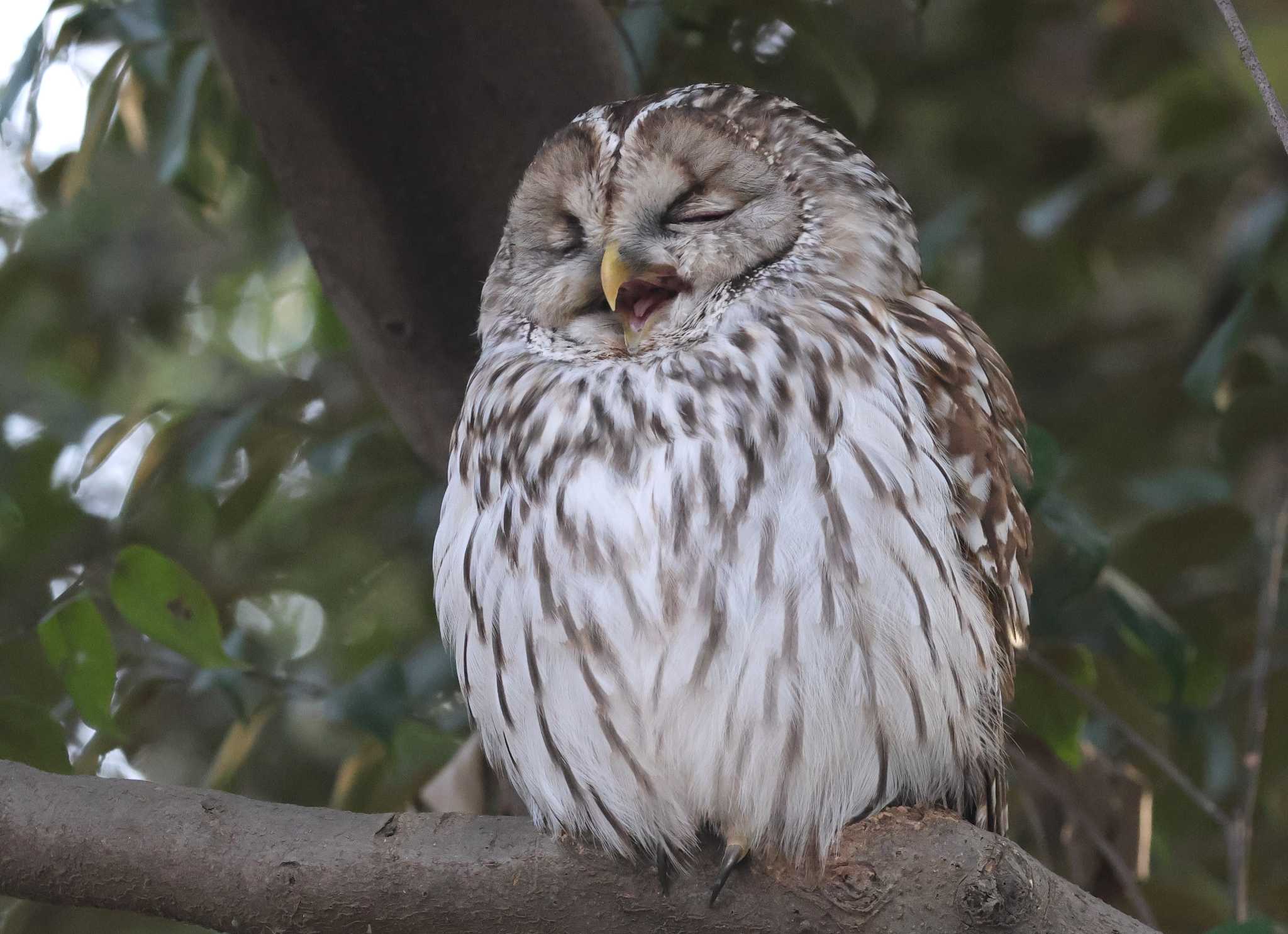 東京都 フクロウの写真 by taiga