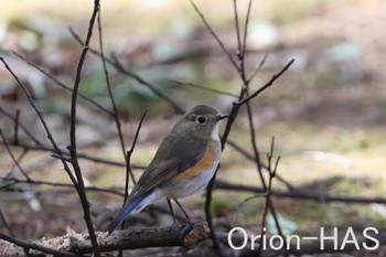 Red-flanked Bluetail 東京都多摩地域 Thu, 3/21/2024